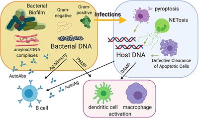 Triggers of Autoimmunity: The Role of Bacterial Infections in the Extracellular Exposure of Lupus Nuclear Autoantigens